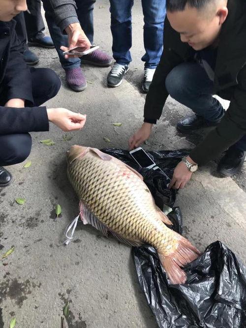 重庆大鲤鱼爆料事件视频,真相与争议交织