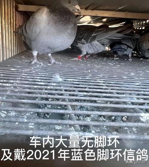 爆料鸽子视频全集,一场视觉与心理的震撼之旅